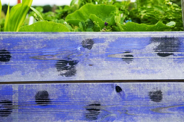 Färgglada blå träskiva med växter — Stockfoto