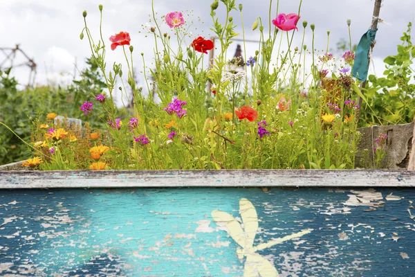 Vilda färgstarka blomma trädgård — Stockfoto