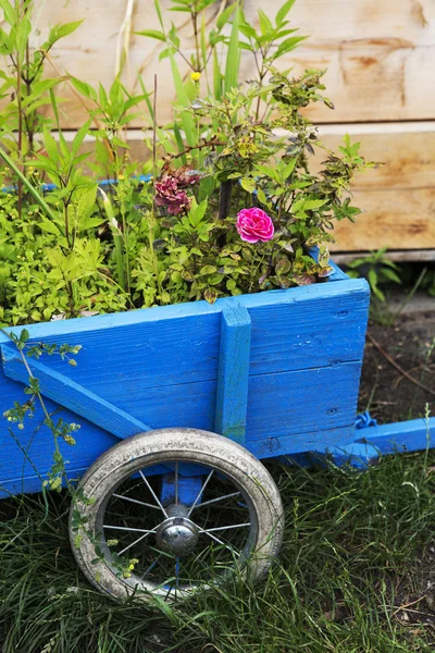 Flores en una carretilla de madera —  Fotos de Stock