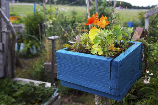 Orangefarbene Blumen in einer blauen Holzkiste — Stockfoto