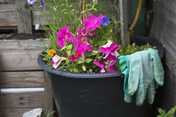 Roze bloemen in een emmer met handschoenen — Stockfoto