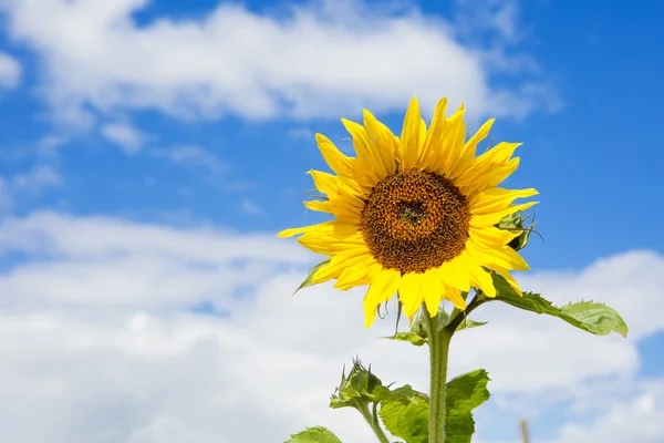 Prachtige zonnebloem tegen blauwe lucht Stockafbeelding