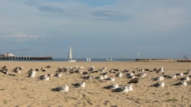 Martılar California Santa Barbara iskelede sahilde