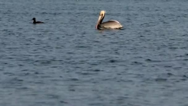 ペリカンは他の鳥を渡しながら水に泳いでいます。 — ストック動画