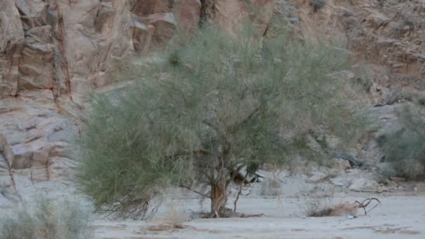 Árbol en el desierto en California — Vídeos de Stock