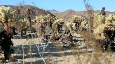 Ağaçları ve kayaları Joshua Tree national Park California