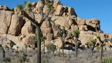 Ağaçları ve kayaları Joshua Tree national Park California