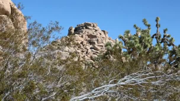 Träd och stenar på Joshua Tree national park i Kalifornien — Stockvideo