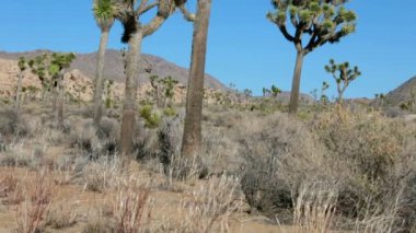 Ağaçları ve kayaları Joshua Tree national Park California