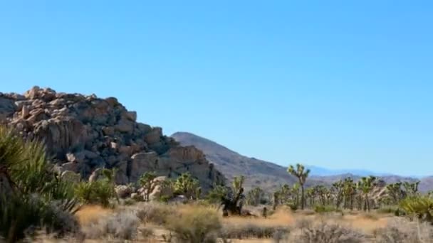 Árboles y rocas en el Parque Nacional Joshua Tree en California — Vídeos de Stock