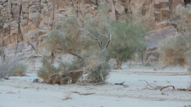 Дерево в пустыне в Калифорнии — стоковое видео