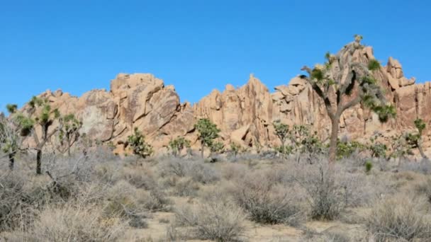Árboles y rocas en el Parque Nacional Joshua Tree en California — Vídeos de Stock