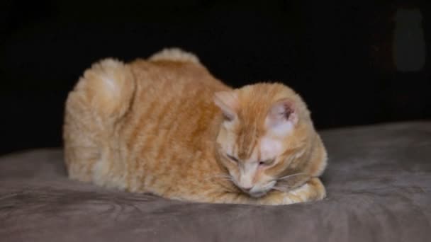 Jengibre doméstico gato está descansando — Vídeo de stock
