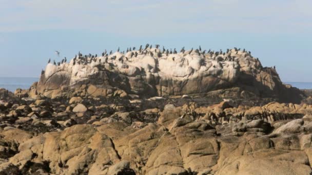 Flokker av fugler som sitter på en bergart ved havet – stockvideo