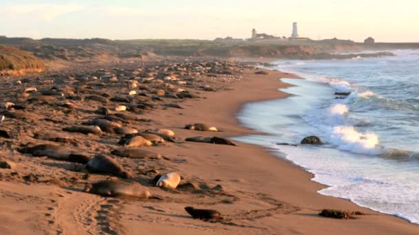 Leoni marini sulla spiaggia in California — Video Stock