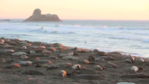 Lions de mer sur la plage en Californie — Video