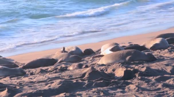 Leões marinhos na praia na Califórnia — Vídeo de Stock