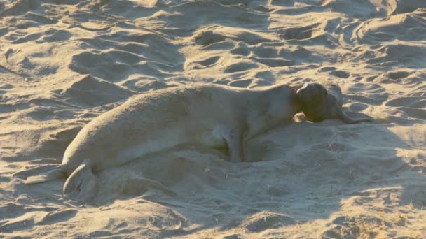 Leoni marini sulla spiaggia in California — Video Stock