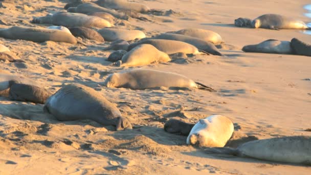 Leoni marini sulla spiaggia in California — Video Stock