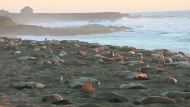 Морские львы на пляже в Калифорнии — стоковое видео