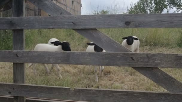 Ovelhas com cabeças pretas atrás de uma cerca — Vídeo de Stock