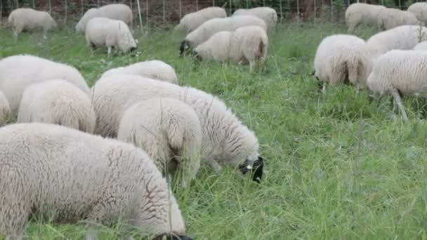 Herd of sheeps — Stock Video