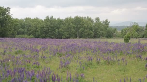 Dirigindo ao longo de um campo de flores silvestres violetas na frente de uma floresta — Vídeo de Stock