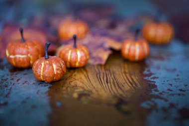 eski vintage tablo pimpkins ve yaprakları ile