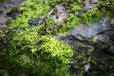 bir taş yosun closeup
