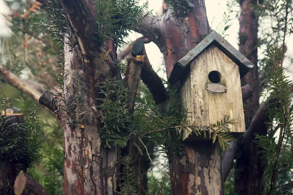 Maison d'oiseaux sur un arbre — Photo