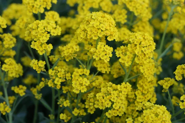 Background Small Yellow Flowers — Stock Photo, Image