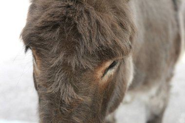 Eşek kafası fotoğrafı.