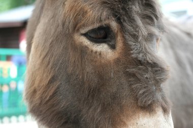 Profilde bir eşeğin fotoğrafı