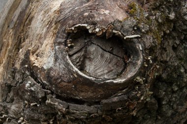 Yaşlı bir ağacın kabuk dokusu