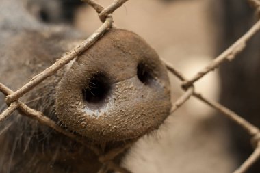Domuz çitten aşağı itildi.