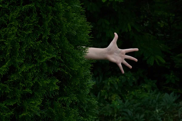 Child Open Palm Looks Out Evergreen Thuja — Stock Photo, Image