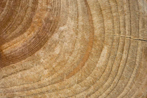Textura do toco de madeira, tronco de árvore cortada — Fotografia de Stock