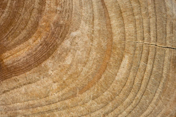 Wood stump texture, cutted tree trunk Stock Photo