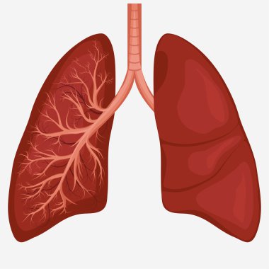İnsan akciğer anatomisi diyagramı