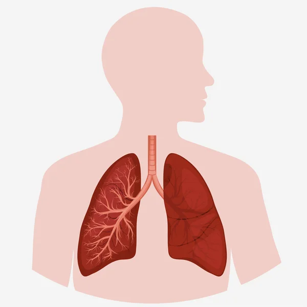 İnsan akciğer anatomisi diyagramı — Stok Vektör