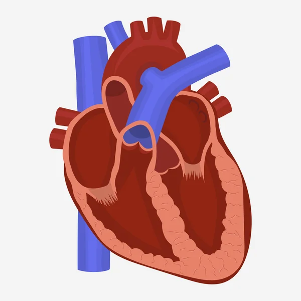 Anatomía del corazón vector — Vector de stock