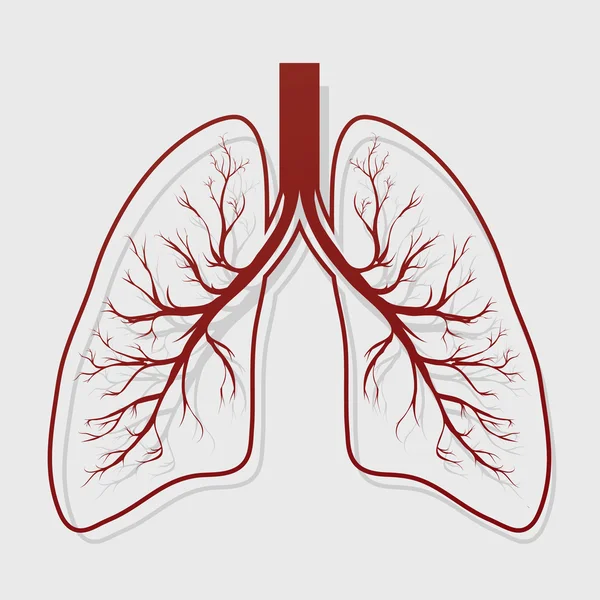 人間の肺の解剖学のイラスト — ストックベクタ