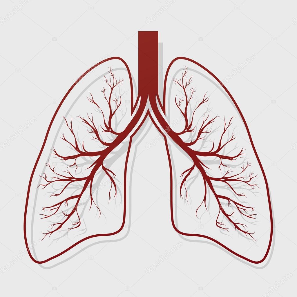 Human Lung anatomy illustration