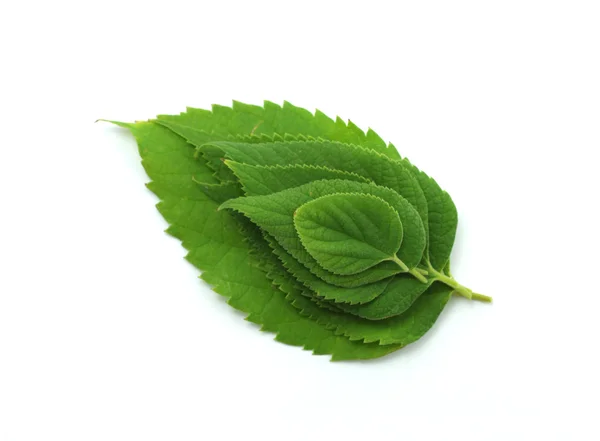 Green leaves — Stock Photo, Image