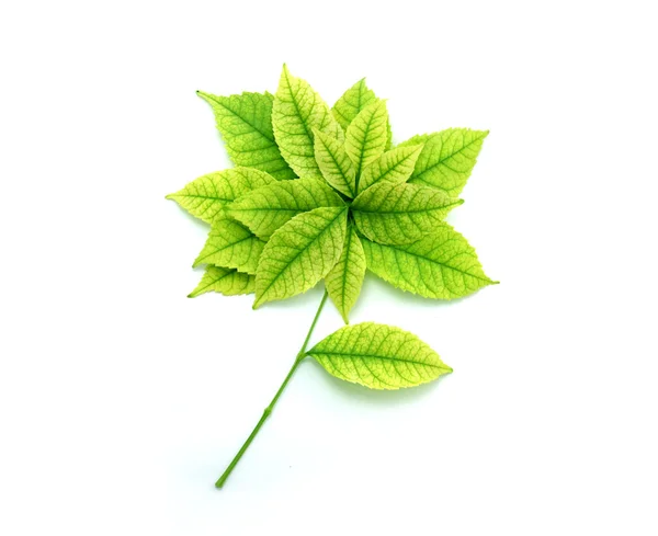 Green leaves flower — Stock Photo, Image