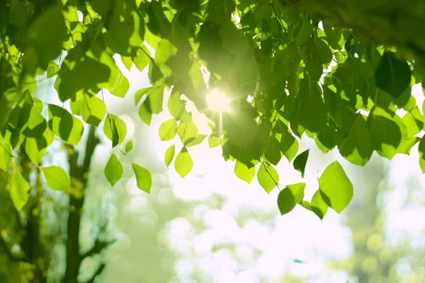 葉と太陽 — ストック写真