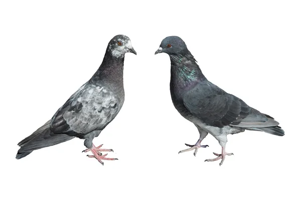 Dwa gołębie — Zdjęcie stockowe