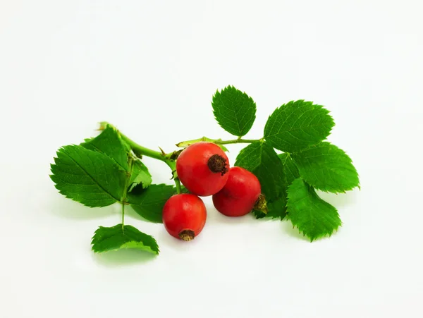 Dog rose — Stock Photo, Image