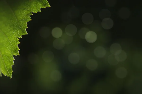 Foglia verde su sfondo sfocato — Foto Stock