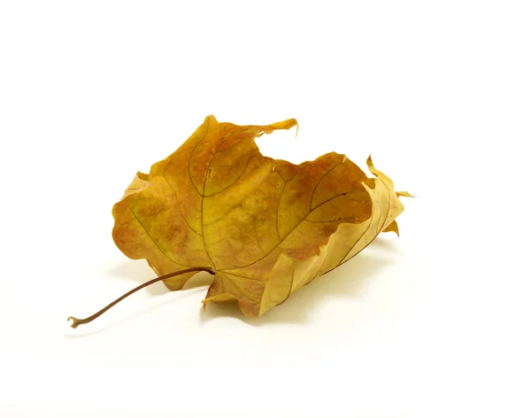 Folha caída no outono — Fotografia de Stock